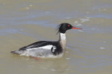 harle hupp - red breasted merganser