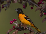 oriole de baltimore - baltimore oriole