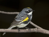 paruline  croupion jaune - yellow rumped warbler