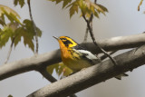 paruline  gorge orange - blackburian warbler
