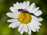 common thread waisted wasp - Ammophila procera