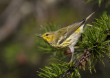 paruline tigre - cape may warbler