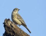 pipit d amrique - american pipit
