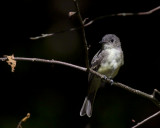 moucherolle des aulnes - alder flycatcher
