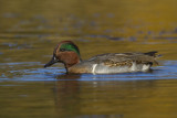 sarcelle  ailes vertes - green winged teal