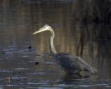 grand hron bleu - great blue heron