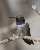 colibri  gorge noire - black chinned hummingbird