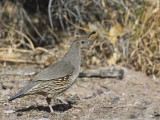 colin de gambel femelle - female gambel quail 