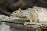 cureuil des rochers - rock squirrel