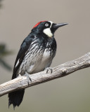 pic glandivore - acorn woodpecker