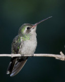colibri circ - broad billed humminbird