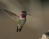 colibri de anna - anna hummingbird