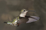 colibri de costa femelle - female costa hummingbird