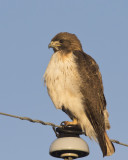 buse  queue rousse (de l ouest morphe roux) - red tailed hawk (western rufous morph)