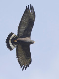buse  queue barre - zone tailed hawk