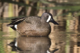 sarcelle  ailes bleus- blue winged teal