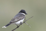 tyran tritri - eastern kingbird