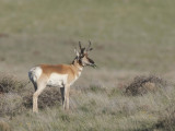 antilope d amrique - proghorn