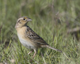 bruant sauterelle - grasshopper sparrow