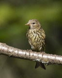 tarin des pins - pine siskin