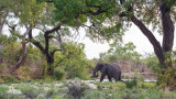 Olifant / Elephant / Loxodonta africana