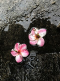 29 july IMG_7194a.jpg