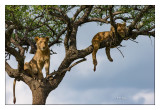 Larbre  Chats du Maasai Mara - 4