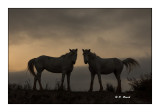 Camargue 2018 - Contre Jour - 0179