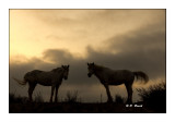 Camargue 2018 - Contre Jour - 0227