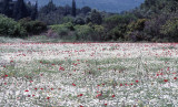 Canakkale Gallipoli Peninsula 142.jpg