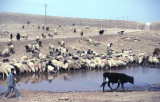 Urfa 1997 Desert tour 110.jpg