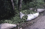 Rize Tea country 2002 122.jpg