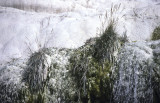 Pamukkale cliffs vegetation