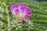 Albizia, silk tree flower