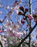 Cherry Blossom Time
