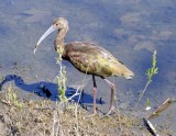 White-faced Ibis
