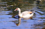 Egyptian Goose