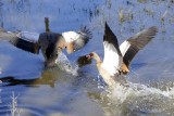Squawking 