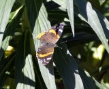 Red Admiral butterfly