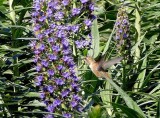 Hummingbirds love the Madeira plants in the Secret Garden