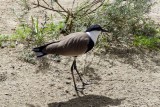 Spur-winged Lapwing