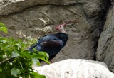 Southern Bald Ibis