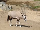 East African Oryx