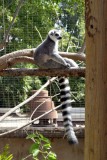Lemur