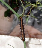 I believe this is the caterpillar stage of the Gulf Fritillary Butterfly