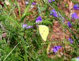 Hartfords Sulphur