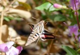 Hummingbird Moth with proboscis coiled