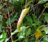A carnivorous Pitcher plant on the path to the feeding station