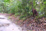 At the 3rd feeding station, Thomas was just standing right there along the path