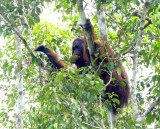 An Orangutan along the river bank eating a jackfruit